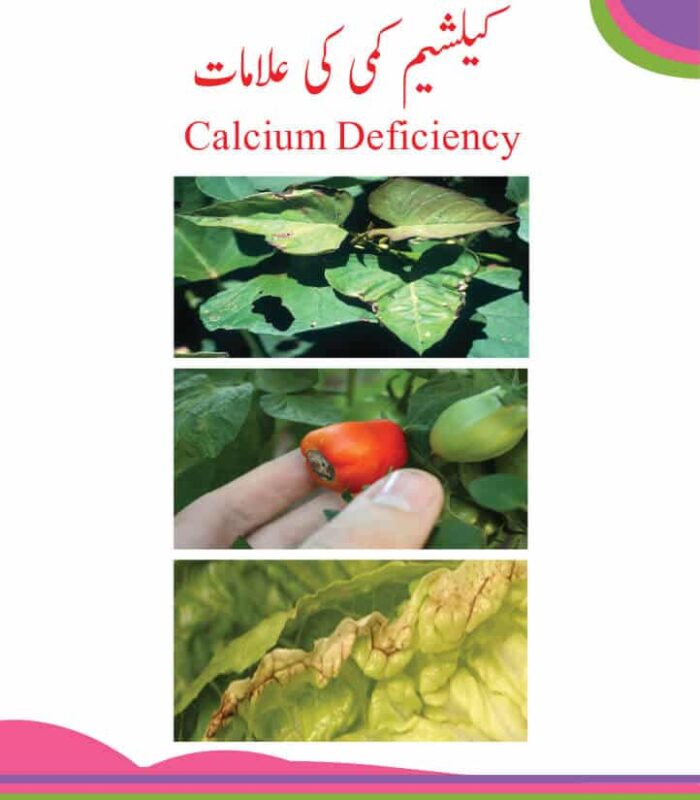 Calci Plus(Ca 20+TE) calcium plant nutrient and fertilizer best source of calcium for plants and copes with calcium deficiency plant fertilizer and boosts energy and nutrients