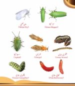 Acephate (75%SP) acephate insecticide at best price in Pakistan acephate pesticide for American army pink bollworm aphid whitefly best insecticide