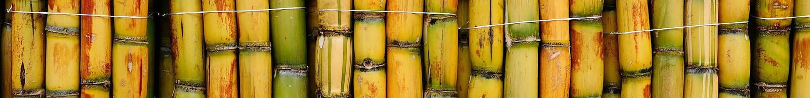 sugarcane