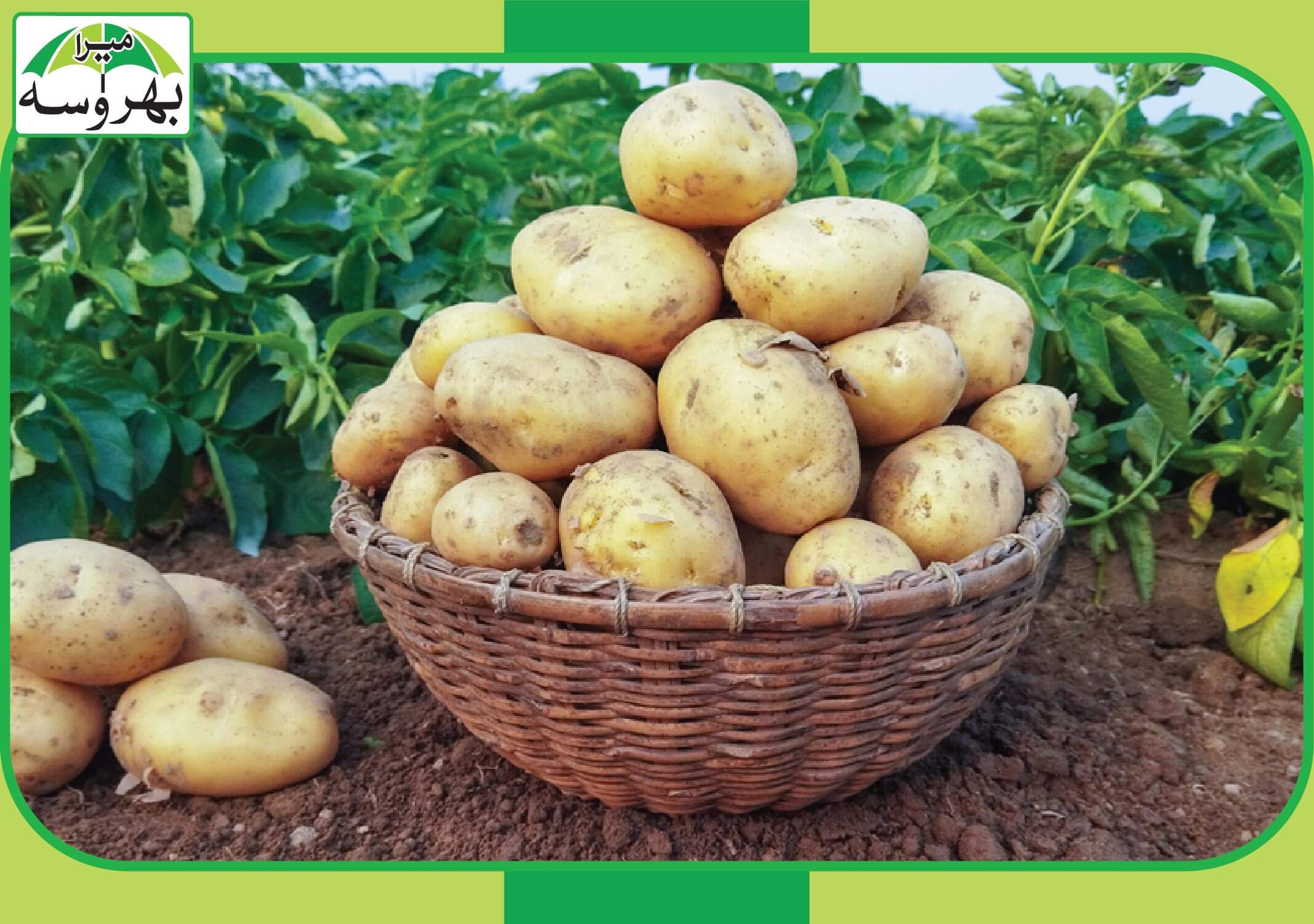 potato feature image 01