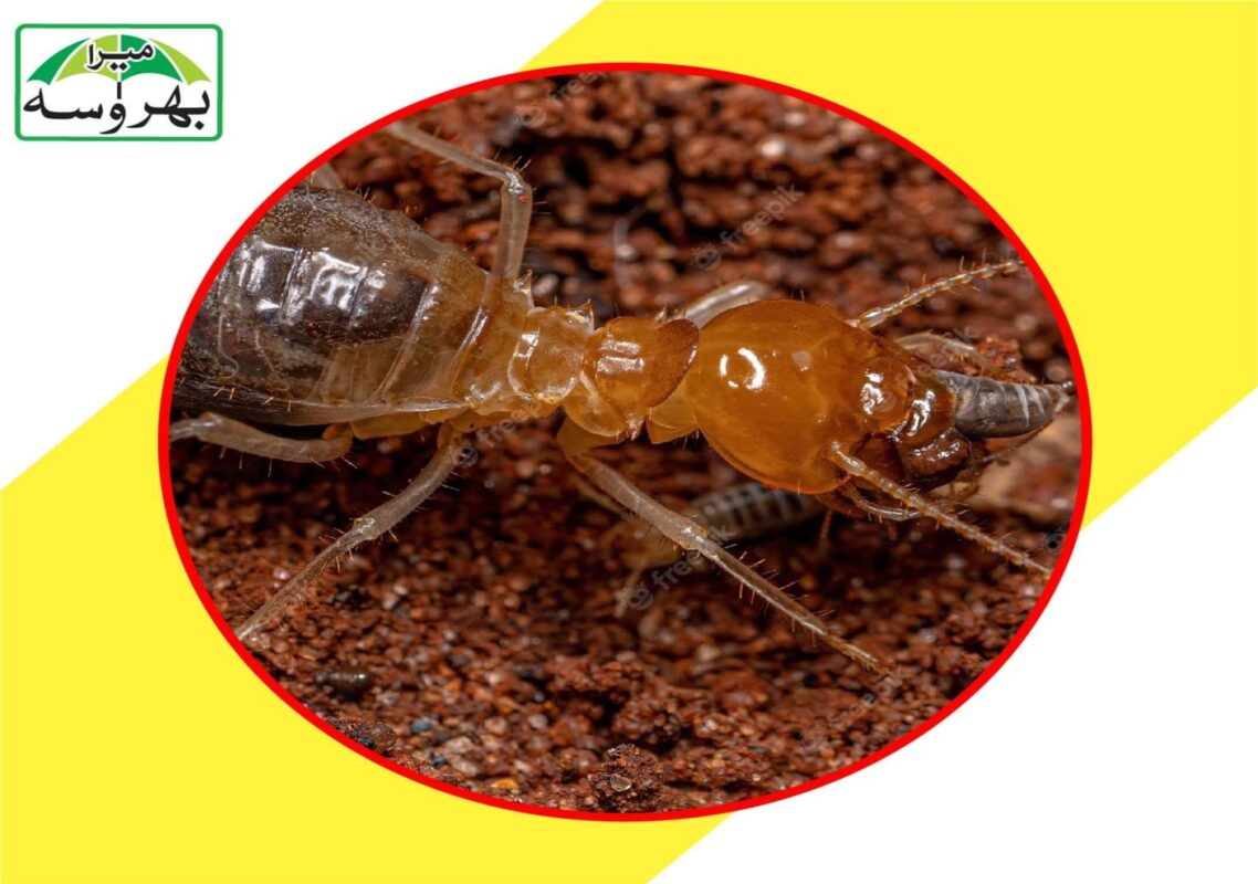 termite featured image