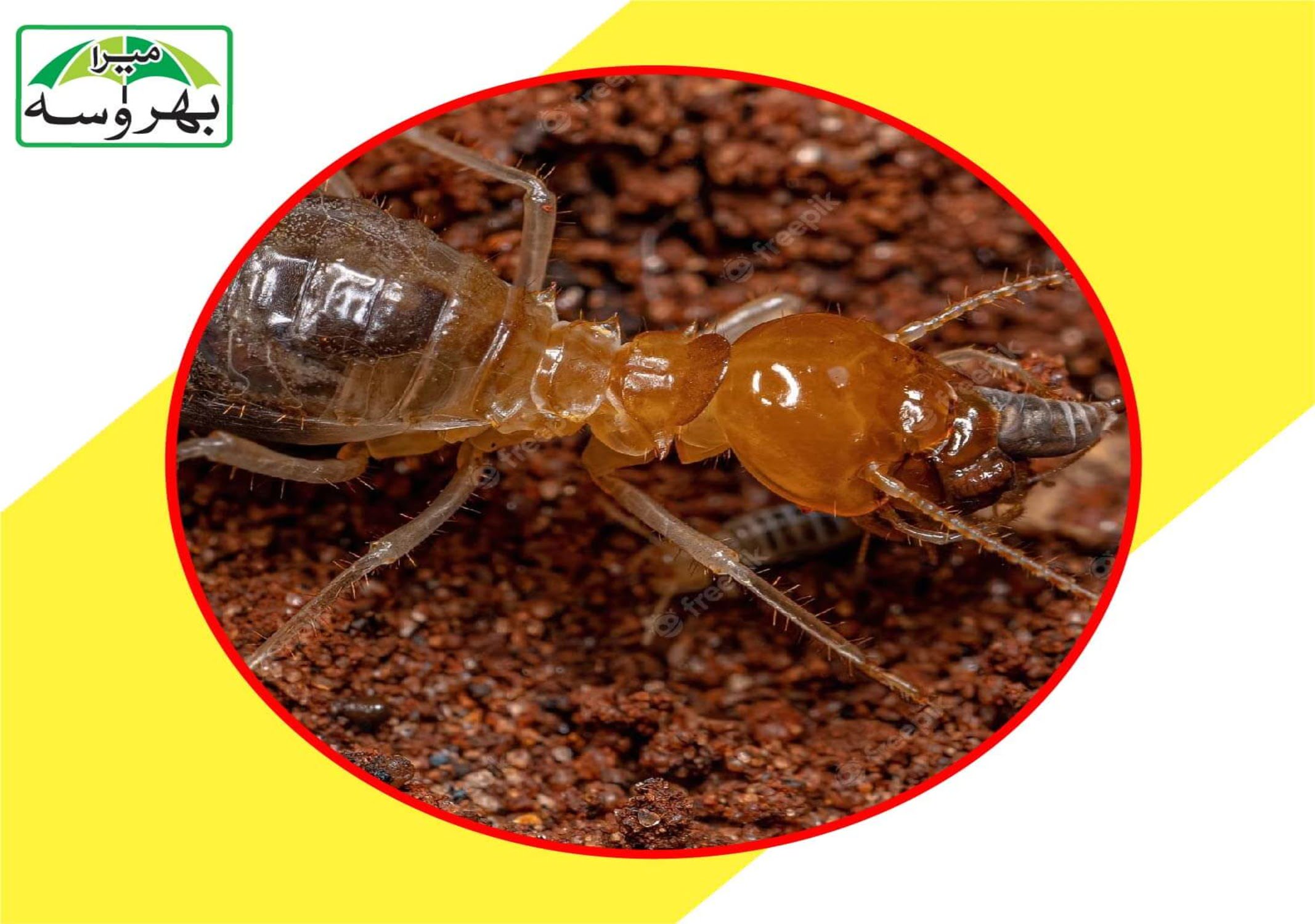 termite featured image