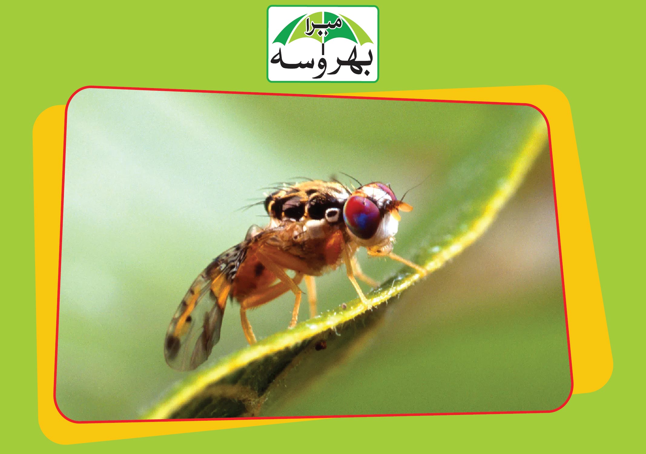 feature image fruit fly 01