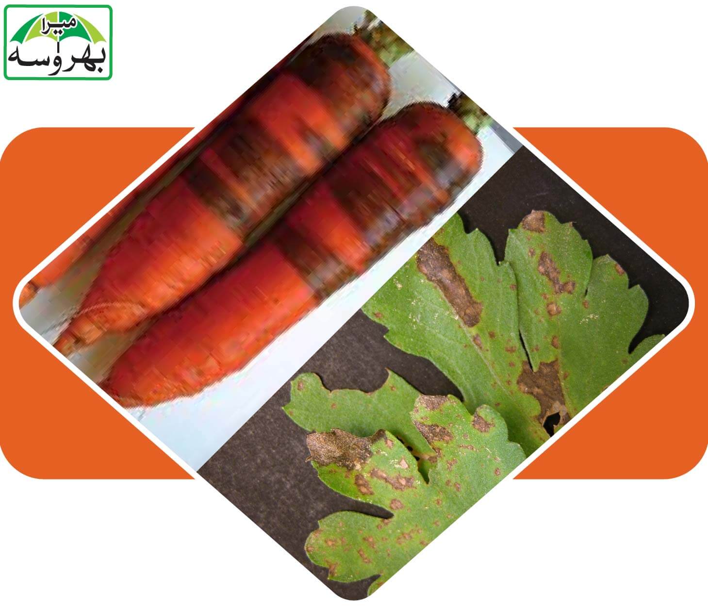 Phytophthora Root Rot and Septoria Leaf Spot