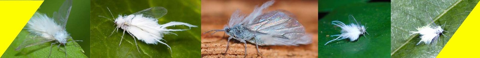insecticide for woolly aphid in Pakistan