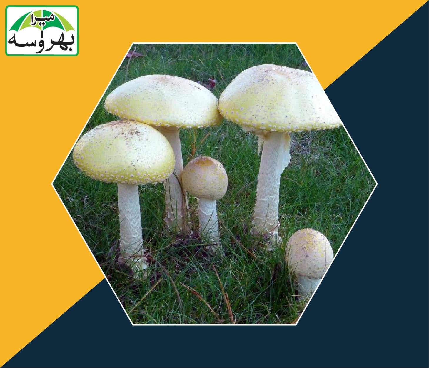 Characteristics of Fungi