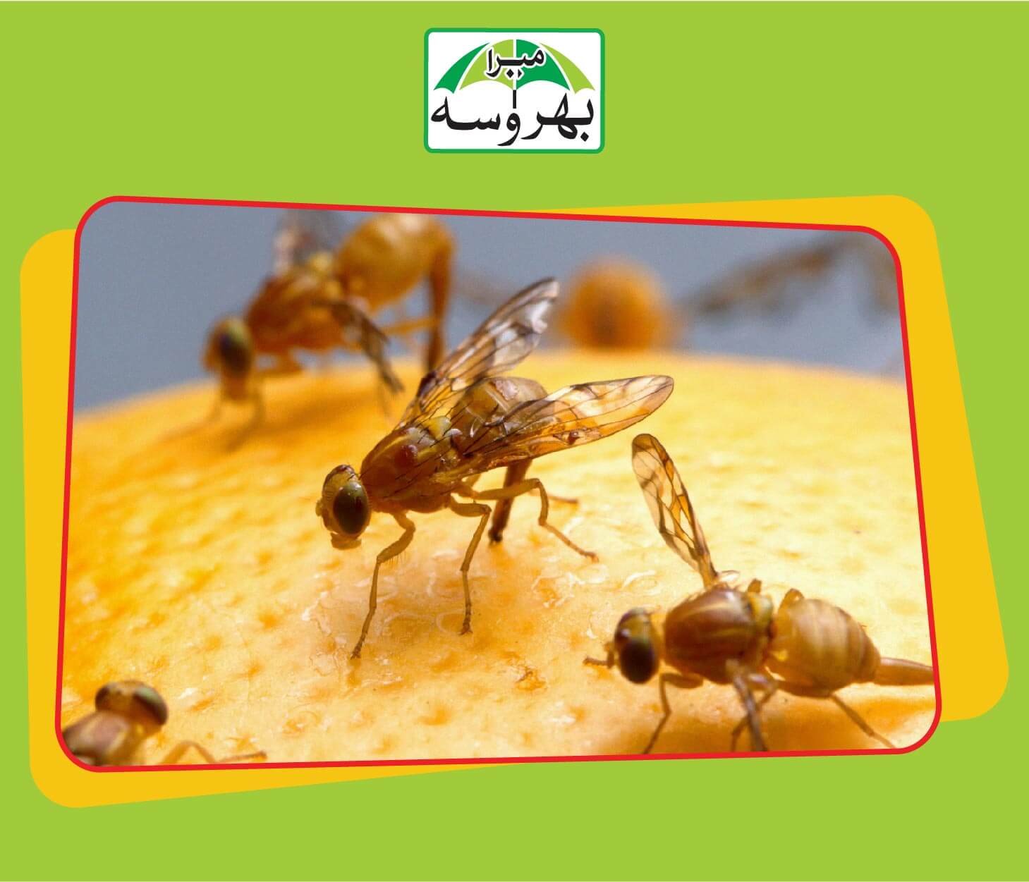 ORANGE fruit fly