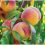 feature image-01 peach